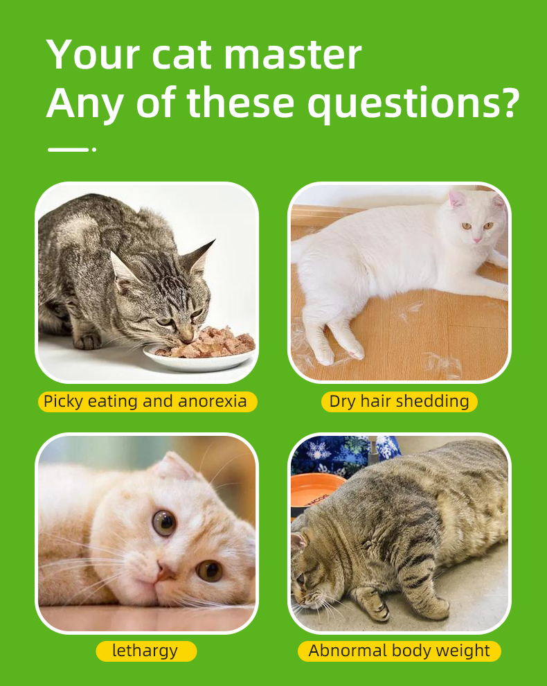 cat toy